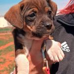 Chia2_Aspa_FrontPicMask