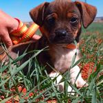 Chia4_Aspa_FrontPicMask