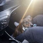 Chia_2026-02-08 at 20-09-50