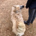 Chico_IMG_6543