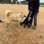 Chico_IMG_6548