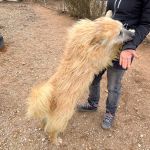 Chico_IMG_6563
