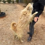 Chico_IMG_6564