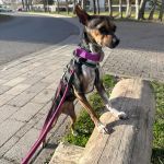 chispa_ 2026-04-01 at 08-38-26