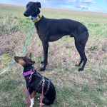 chispa_2026-04-01 at 08-38-26