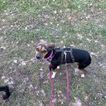 chispa_2026-04-01 at 08-38-27