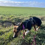 chispa_ 2026-04-01 at 08-38-33