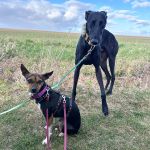 chispa_ 2026-04-01 at 08-51-12