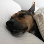 chispa_ 2026-04-01 at 12-02-22