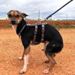 Chispa_IMG_2020704098786417