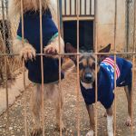 Chispa_IMG_20260124_115222