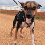 Chispa_IMG_20260124_121237