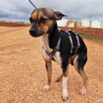 Chispa_IMG_20260124_121243