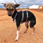 Chispa_IMG_20260124_1213026