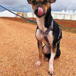 Chispa_IMG_20260124_121318