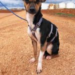 Chispa_IMG_20260124_121322