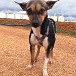 Chispa_IMG_20260124_1218225