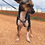 Chispa_IMG_20260124_1243212