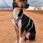 Chispa_IMG_2090495231107121