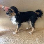 Chispas_IMG_0198