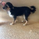 Chispas_IMG_0200