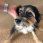 Chispas_IMG_0204