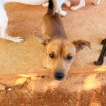 Choco_19-40-18