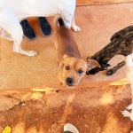 Choco_19-40-19