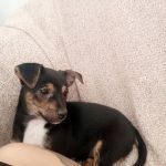 Choco_IMG-20250605-WA0030