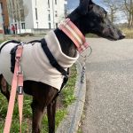 Cleo_image04