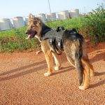 Deisy_IMG-20260409-WA0082