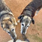 Dixi_IMG_7142