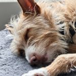 Eneko_20260201_161557