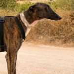 Enzo_005