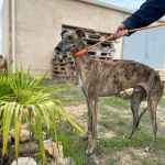 Falco_11-14 at 13-11-19