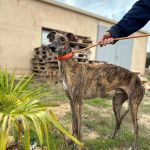 Falco_2025-11-14 at 13-11-17