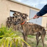 Falco_2025-11-14 at 13-11-20