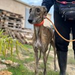 Falco_2025-11-14 at 13-11-21