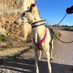 Felipe_2026-02-21 at 20-04-48