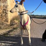 Felipe_2026-02-22 at 20-04-48