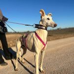 Felipe_2026-02-24 at 20-04-48