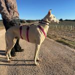 Felipe_2026-02-25 at 20-04-48