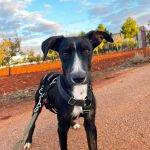 Frank_img-20251108-wa0042