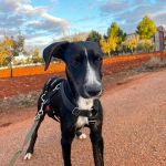 Frank_img-20251108-wa0043