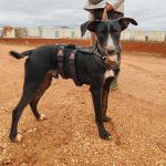 Frank_IMG_20251115_122104