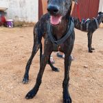 Frankie_17-16-00
