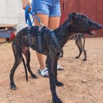 Frankie_17-16-00 (12)