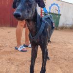 Frankie_17-16-00 (6)