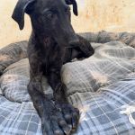 Frankie_IMG-20260621-WA0014