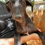 Frankie_IMG-20260621-WA0039